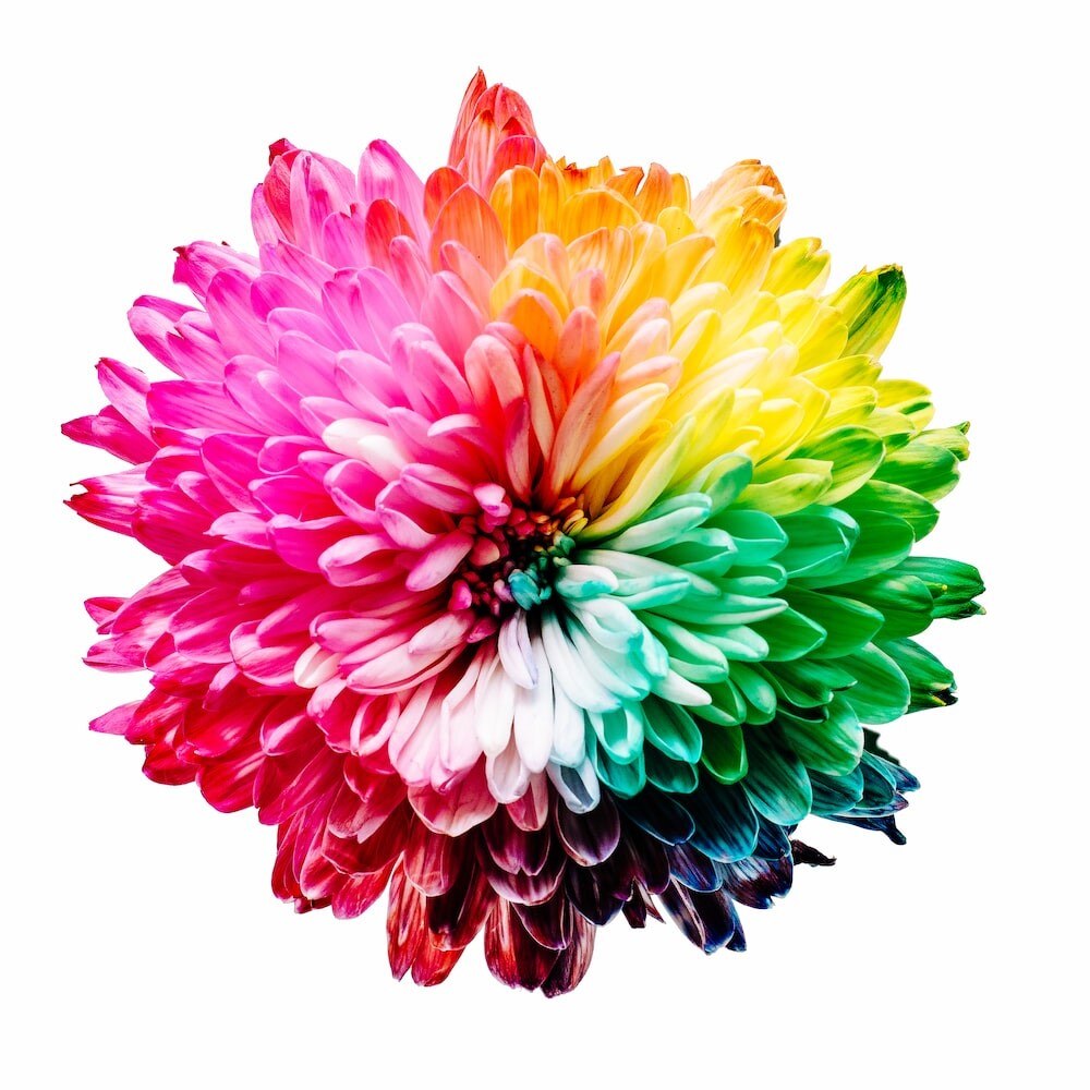Eine bunte Blume mit Farbverlauf